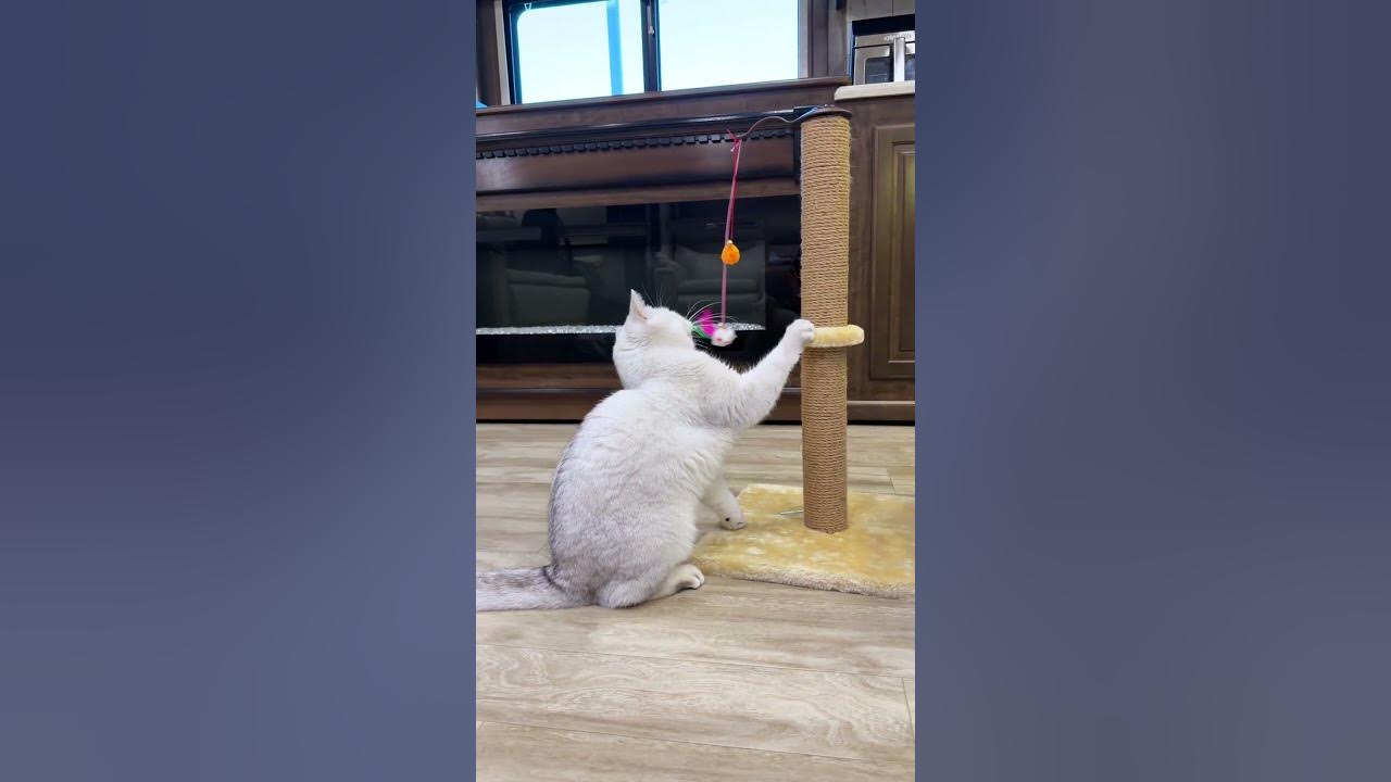 Erxi playing on a cat tree in the RV